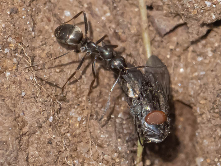 Formica fusca (Silky Ant).jpg